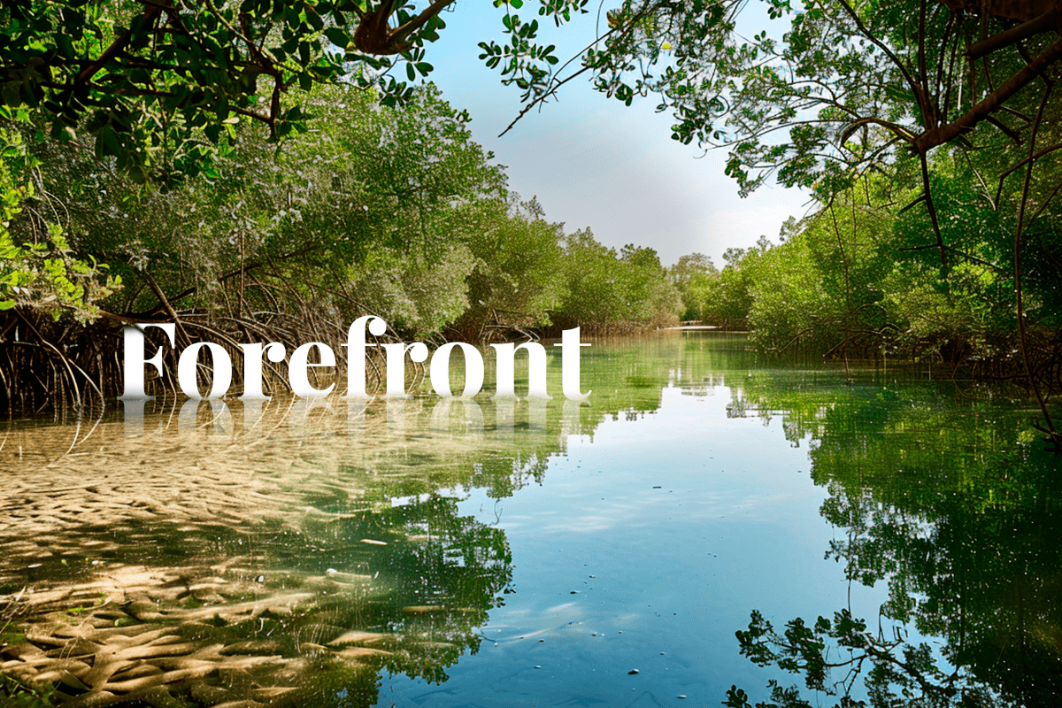 040324_Saudi-Arabia-ramps-up-environmental-efforts-with-carbon-credit-initiatives_Picture of Rabigh mangrove forest saudi arabia_news_visual