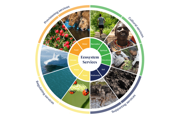 10 vital ecosystem services_10 vital ecosystem services illustration_visual 2.2