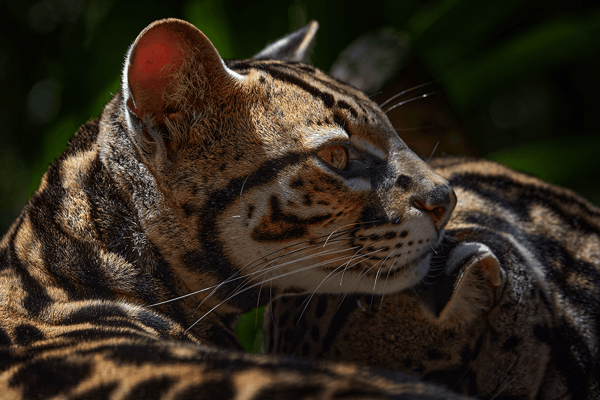 10 vital ecosystem services_Cat margay sitting on the branch in the costa rican tropical forest_visual 10