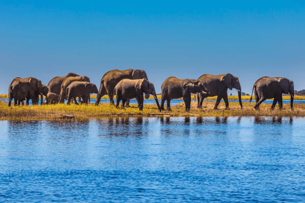 10 vital ecosystem services_Herd of elephants crossing a river in Chobe National Park_visual 9