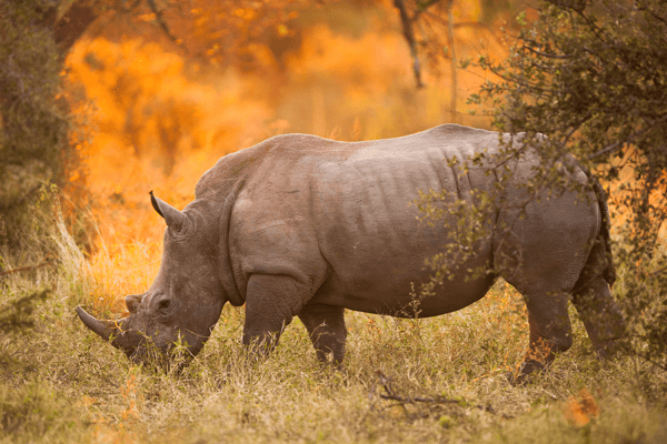 10 vital ecosystem services_rhino eating grass in the Kruger National Park_visual 12