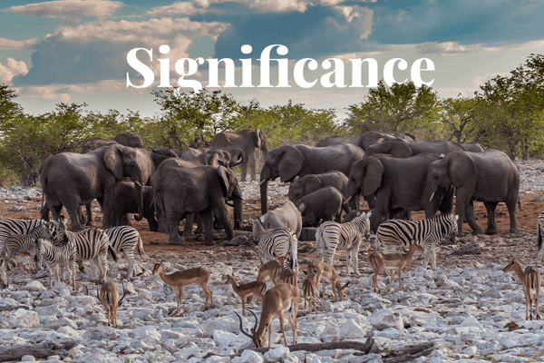 10 vital ecosystem services_wildlife crowd around a watering hole in Etosha National Park_visual 1