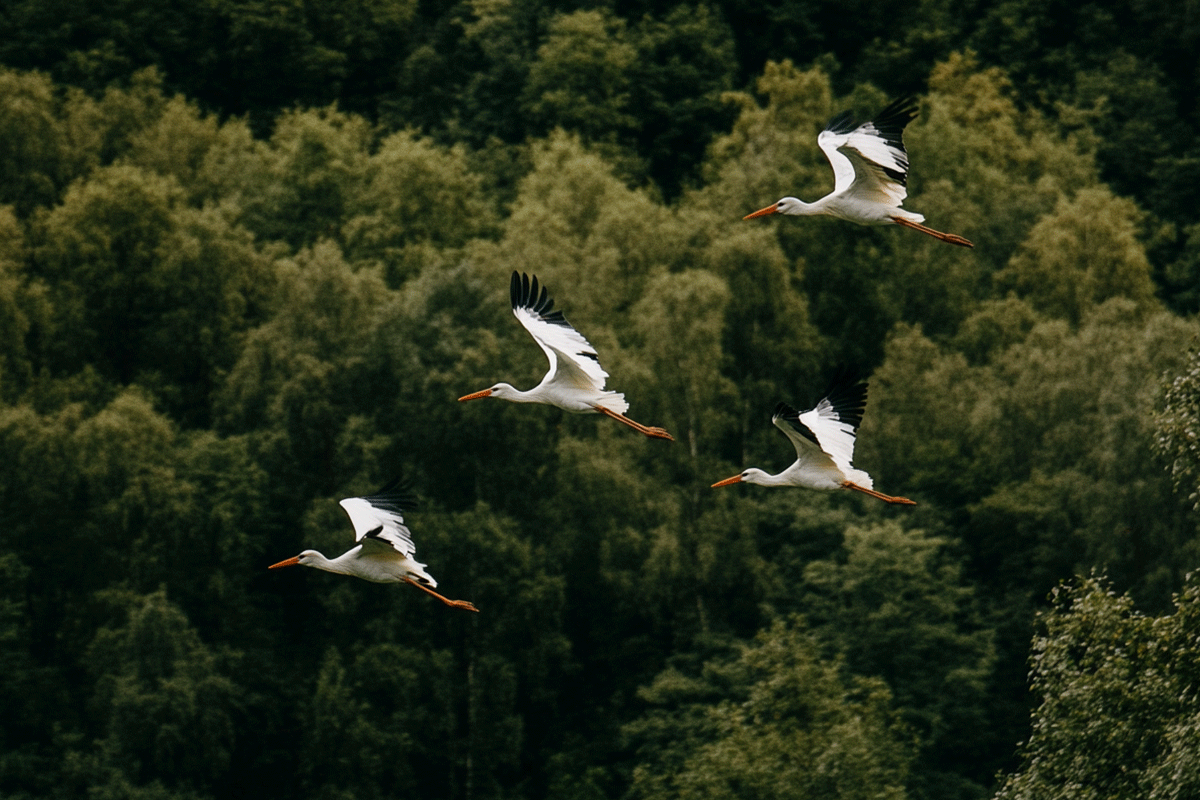 100924_The-vital-role-of-reforestation-in-bird-migration_white storks flying over rainforest_BlogVisual-3