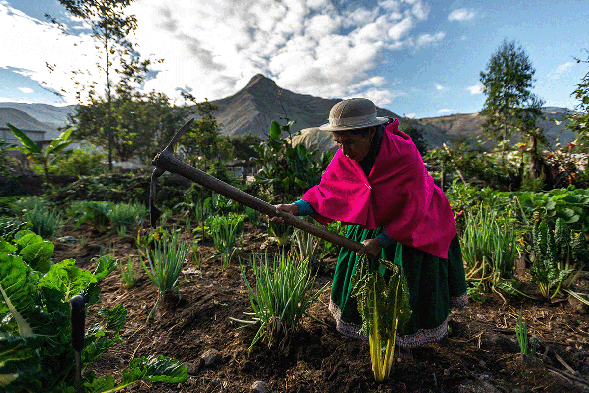 140323_Ecuadors Deforestation Challenges Balancing Economic Development and Environmental Protection_Visual 3