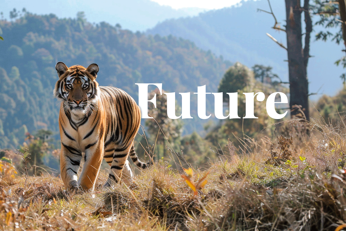 300424_Securing-the-future-of-tigers-Bhutans-picture of a bengal tiger_Visual 1