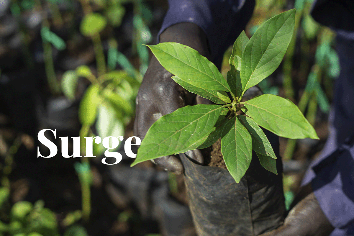 A decade of climate investment_a local man planting young seedling in a tree nursery in Kenya_visual 1