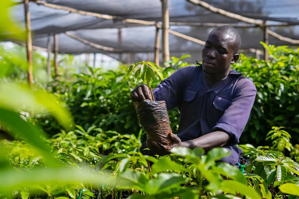 A pathway to sustainability for UK enterprises_DGB team member working in a tree nursery in Kenya_visual 6