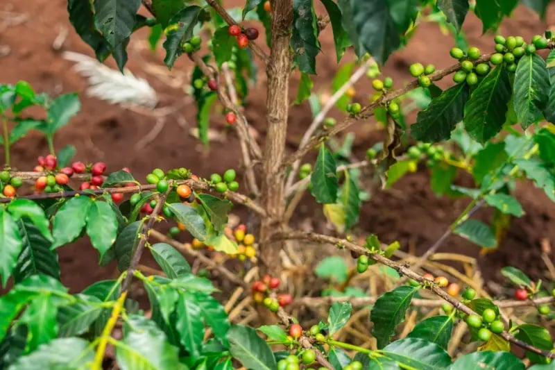 Advancing clonal coffee farming