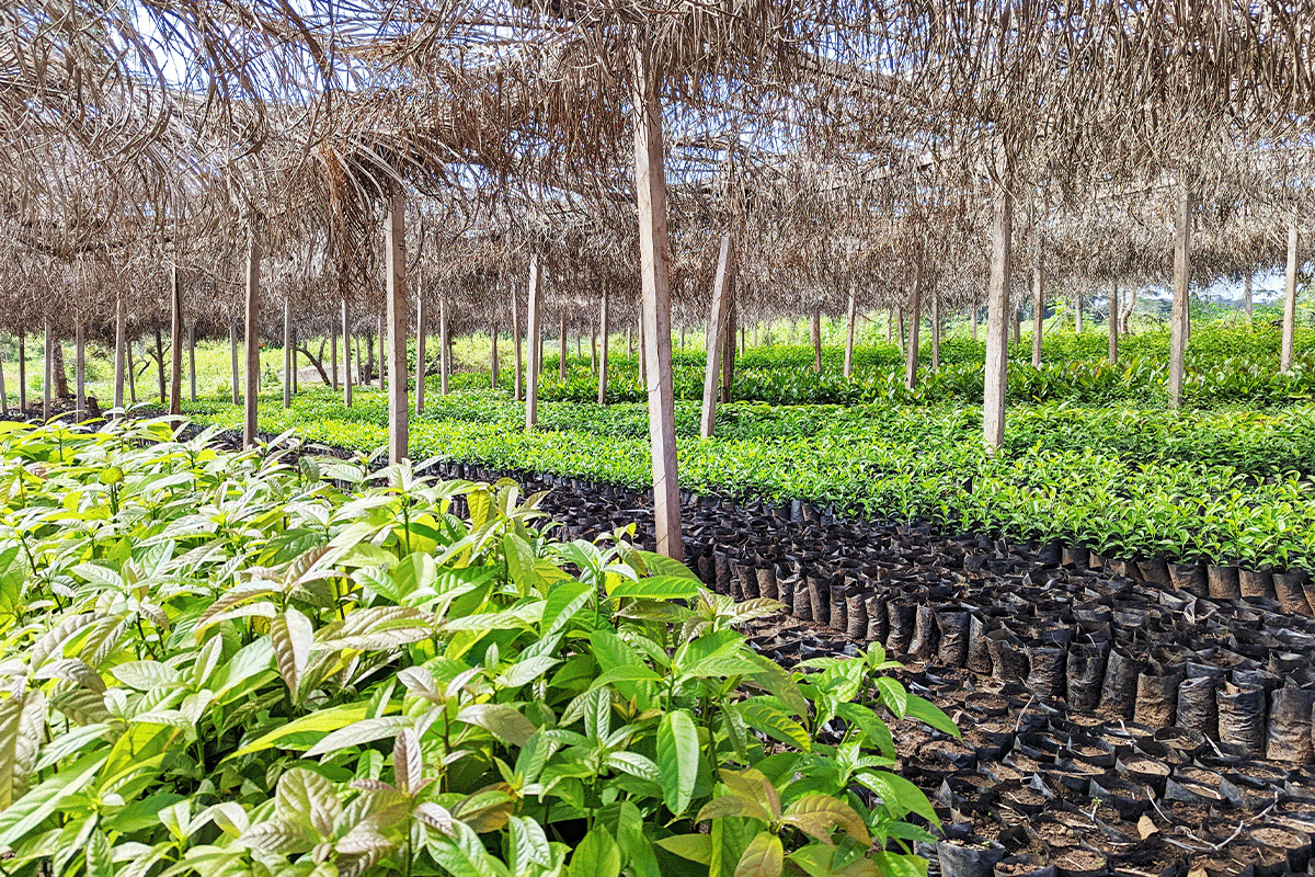 Africa’s 47 carbon afforestation and reforestation projects_nursery of young trees as a part of Sawa Afforestation Project_visual 5