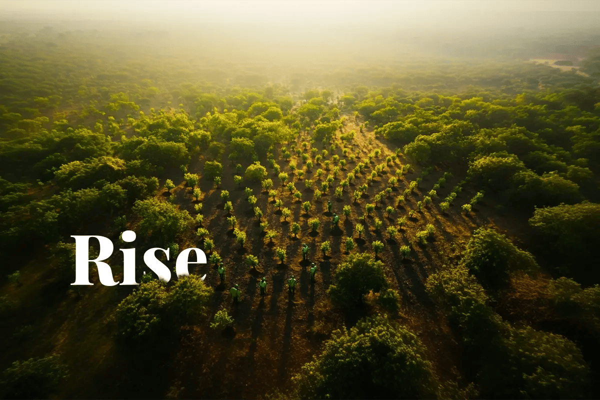 Africas carbon market predicted to reach $1 5 trillion_Aerial view of forest workers planting trees in Nigeria with rows of saplings stretching across the vast landscape_visual 1