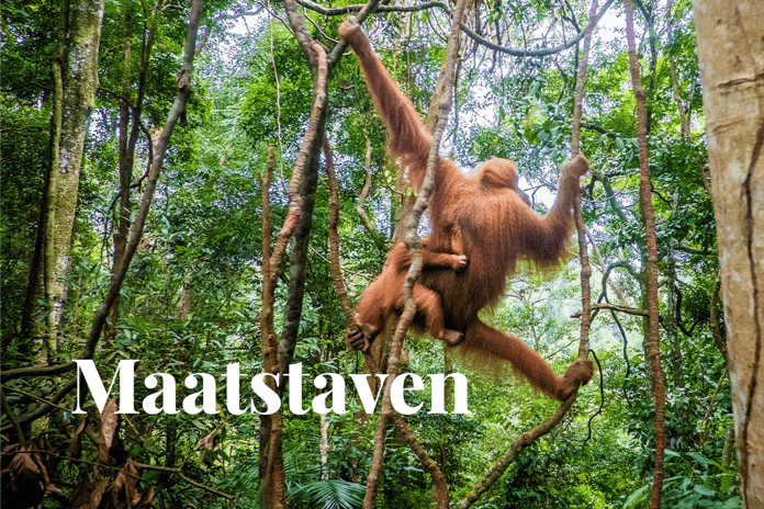 Asset managers tackle biodiversity loss by creating metrics_Bornean orangutans playing on lianas in a jungle in Indonesia_visual 1_NL