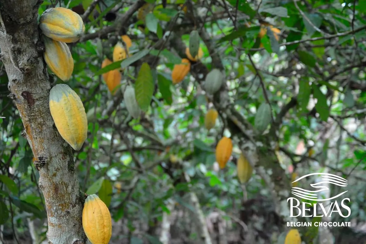 Belgium’s leading firms in carbon compensation efforts_Belvas’ cocoa plantation, Ivory Coast_visual 2