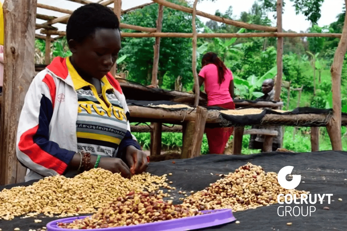 Belgium’s leading firms in carbon compensation efforts_Colruyt Groups coffee project in Kivu, DRC, highlights the power of corporate sustainability_visual 6