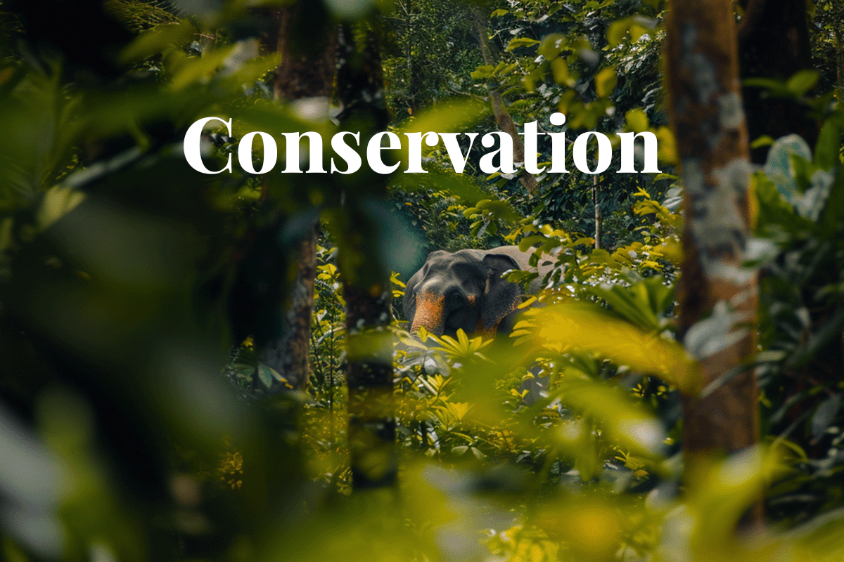 Bursa Carbon Exchange launches landmark Malaysian carbon credit auction_Distance view of Bornean Pygmy Elephant in Kuamut Rainforest, Sabah, Malaysia_visual 1