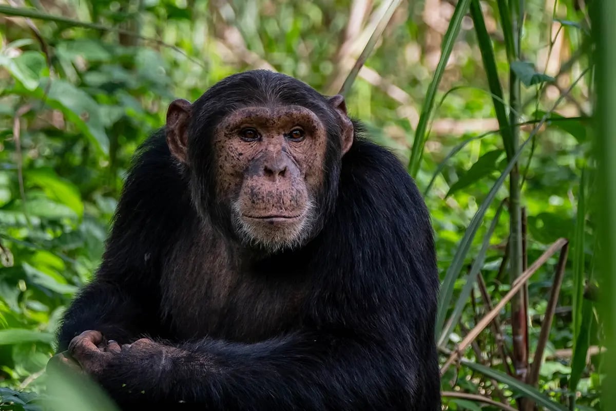 Buy green bonds_ a sustainable investment for a greener future_Close-up of Bulindi Chimpanzee in its natural habitat_visual 4