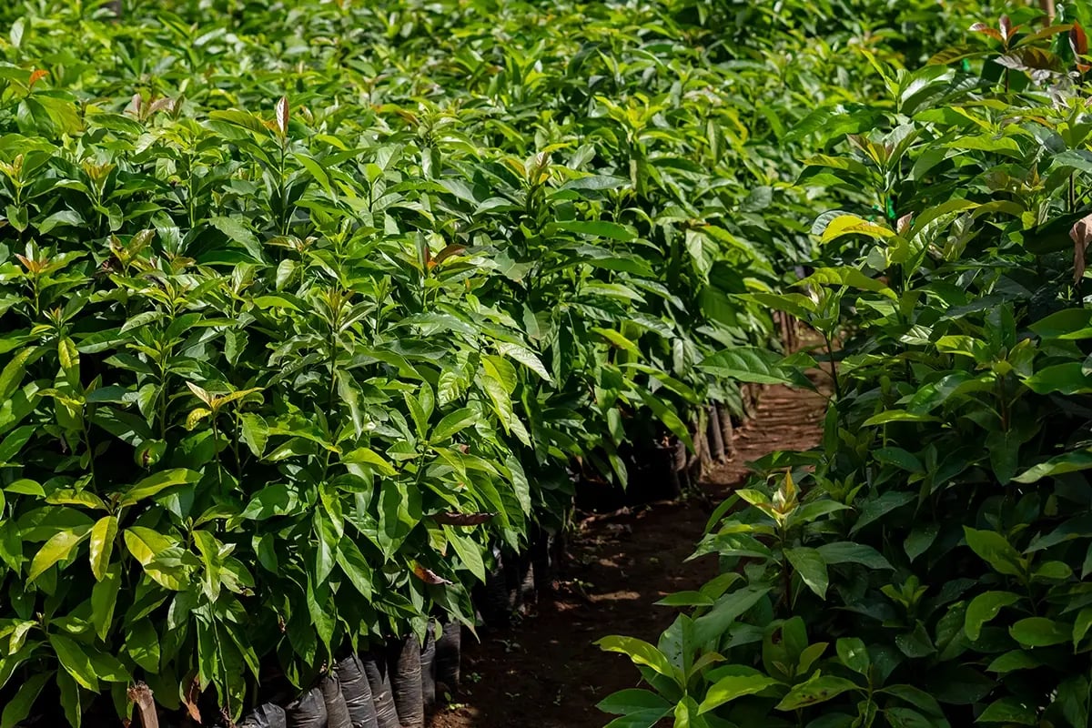 Buy green bonds_ a sustainable investment for a greener future_Close-up of tree seedlings in a nursery_visual 5