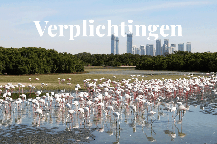 COP28 wrapped up navigating environmental commitments_flamingos at Ras al Khor wildlife sanctuary in Dubai_visual 1_NL