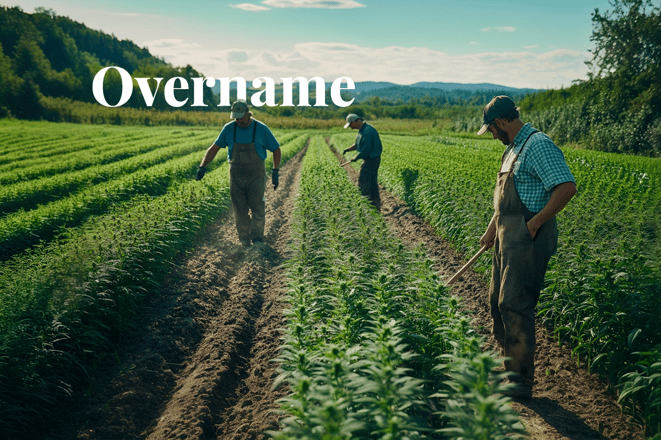 Canadian hemp firm takes full control of carbon platform_Farmers working in an industrial hemp field in Canada_visual 1_NL