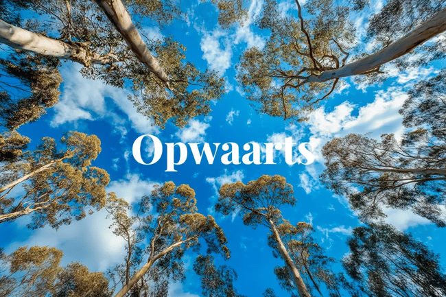 Carbon credit projects in Australia hit new heights_View from below of Eucalyptus regnans trees in the Styx Valley, Tasmania_visual 1 NL