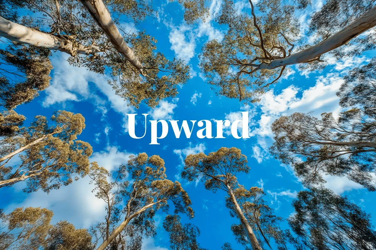 Carbon credit projects in Australia hit new heights_View from below of Eucalyptus regnans trees in the Styx Valley, Tasmania_visual 1