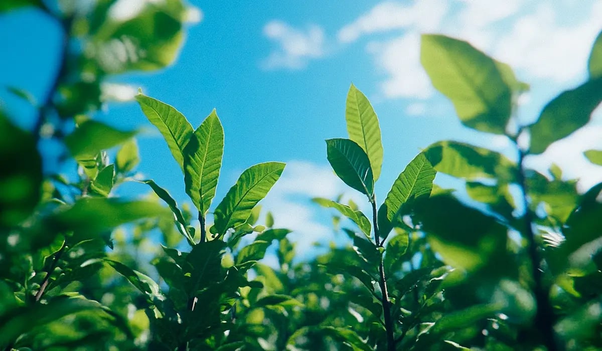 Carbon market outlook_ prices soar as demand for quality grows_Bottom view of growing tree seedlings_featured