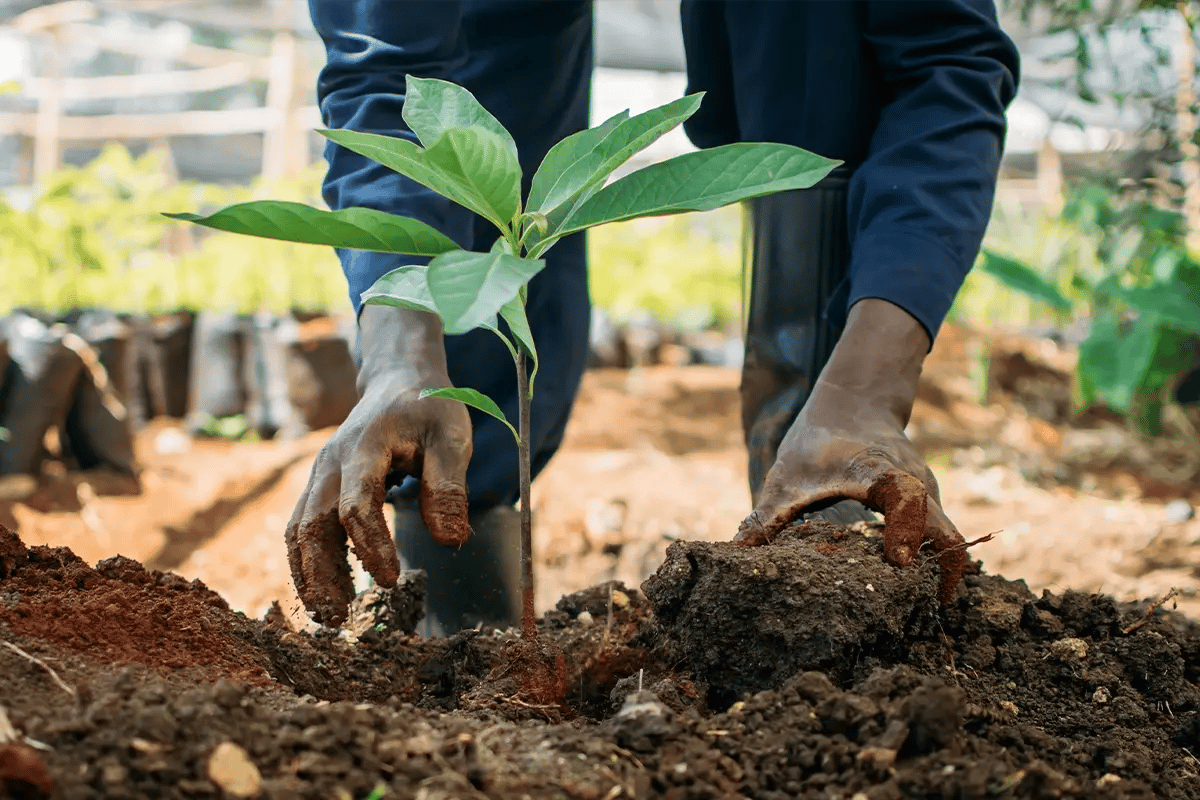 Carbon project financing, why carbon finance is the smartest bet for future proof investing_A close-up of a tree nursery worker planting a seedling_visual 6