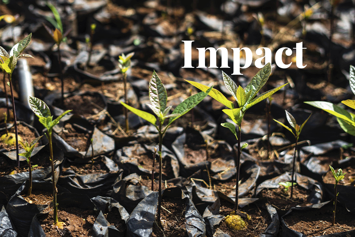 Cracking the code of carbon pricing_close-up of young tree seedlings as a part of Hongera Reforestation Project_visual 1