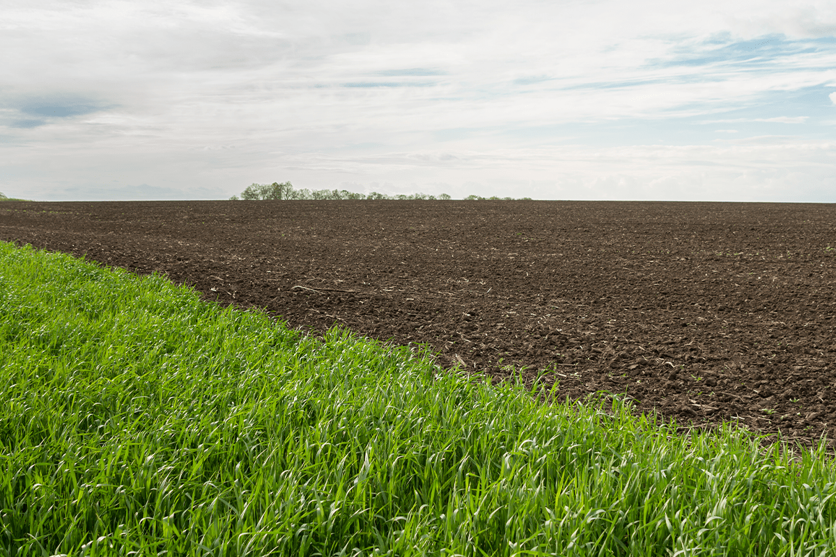 Cultivating the Future_ How Regenerative Agriculture is Transforming Sustainable Farming - Sustainability (2) + Agriculture + Ecosystems pillar_visual 2