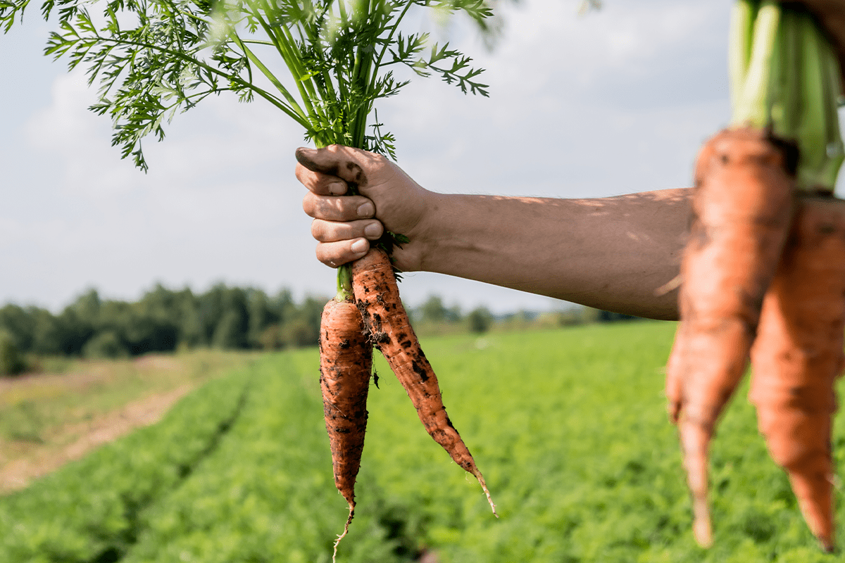 Cultivating the Future_ How Regenerative Agriculture is Transforming Sustainable Farming - Sustainability (2) + Agriculture + Ecosystems pillar_visual 3