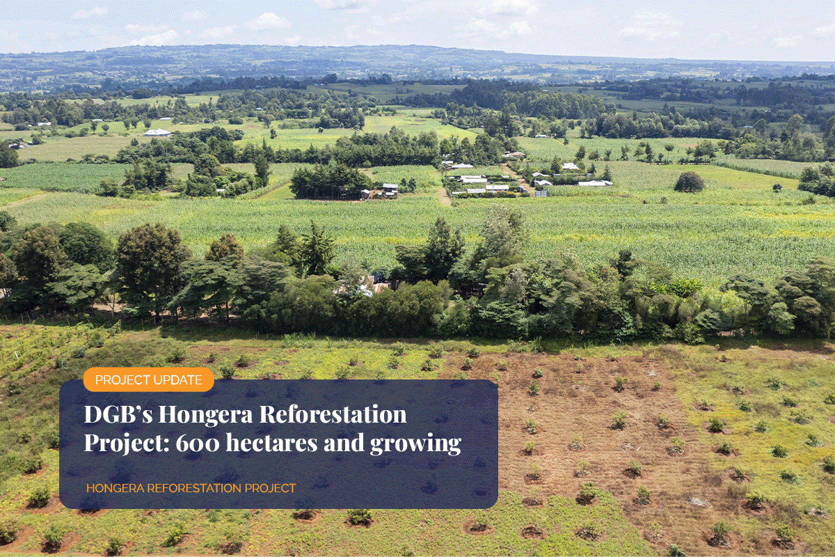 DGB’s Hongera Reforestation Project_ 600 hectares and growing_Drone photo of reforested area of Kenya_visual 1 1