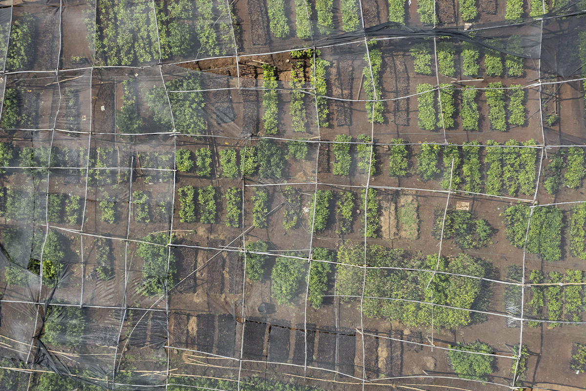 DGB’s Hongera Reforestation Project_ 600 hectares and growing_Drone photo of reforested area of Kenya_visual 2