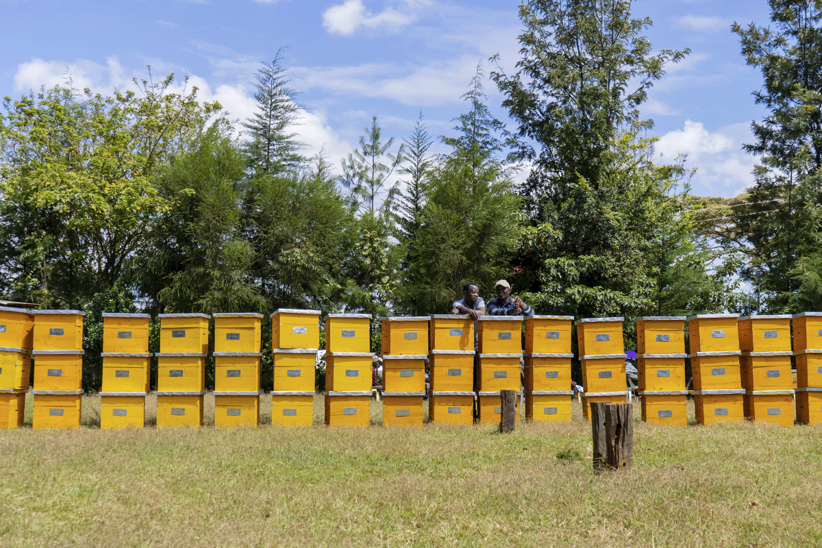 DGB’s Impact Loans, revolutionising responsible investing_ Farmers and beehives in Kenya_visual 4