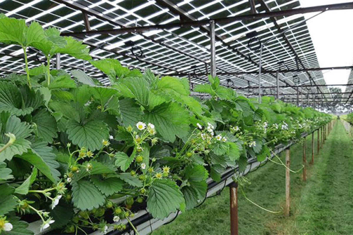 DGBs new home at Wageningen University’s BioScience Centre_Solar panels above strawberry plants_visual 3