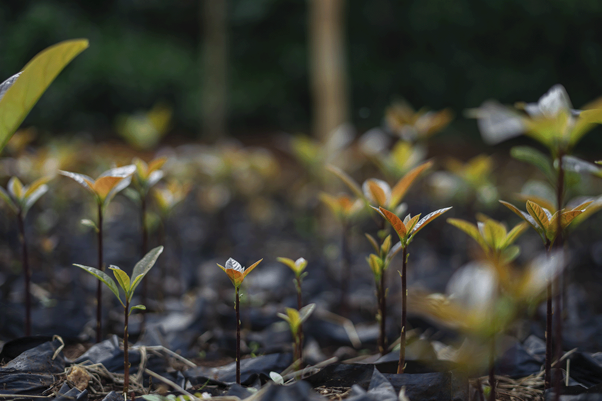 Decoding COP28_ a global odyssey for environmental solutions_ Close up on growing seedlings in a tree nursery_visual 8