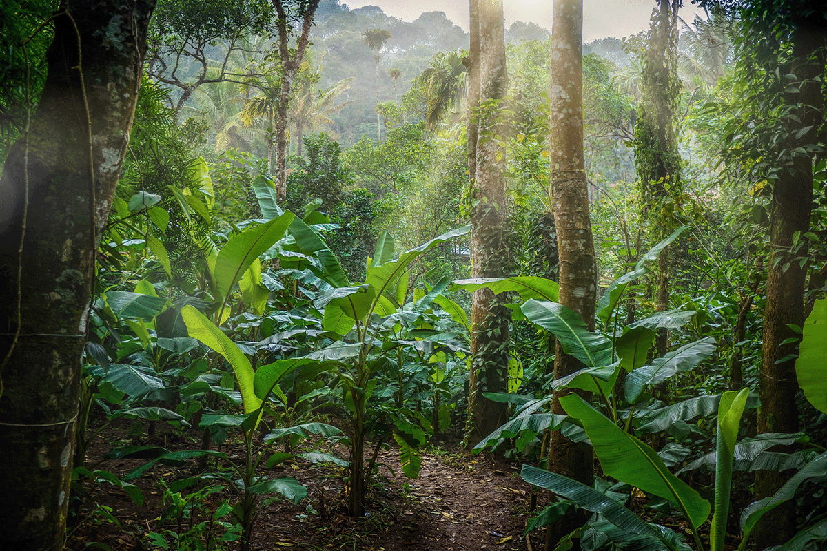 Decoding COP28_ a global odyssey for environmental solutions_Indian tree plantation, state of Kerala, southern India_visual 5