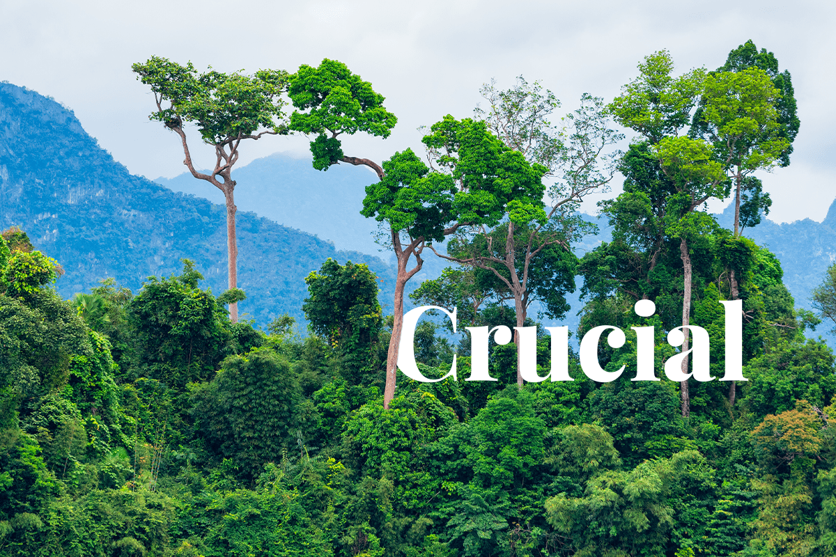 Health Implications of Deforestation: Nature's Crisis Impact