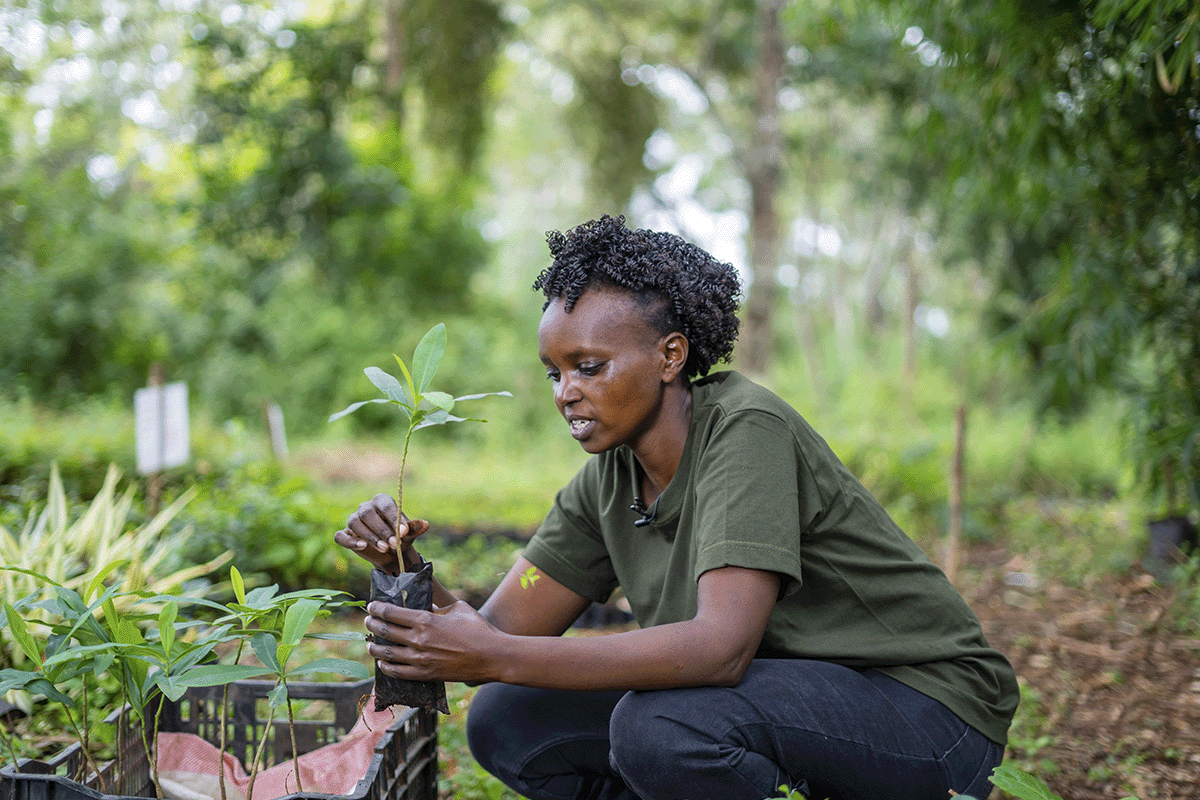 Dutch companies leading the charge in carbon footprint compensation_DGB team member distributing seedlings in a nursery in  Kenya_visual 2