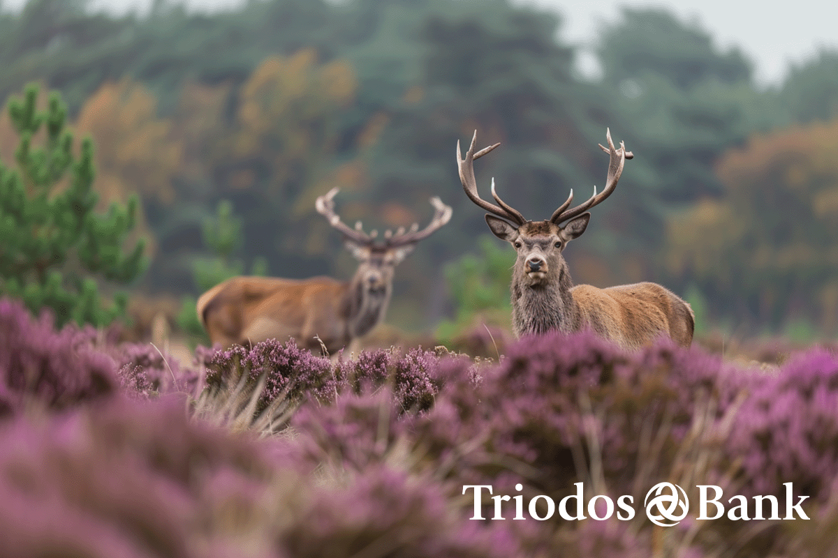 Dutch companies leading the charge in carbon footprint compensation_Heather fields in De Hoge Veluwe National Park, home to deer and rich biodiversity_visual 4