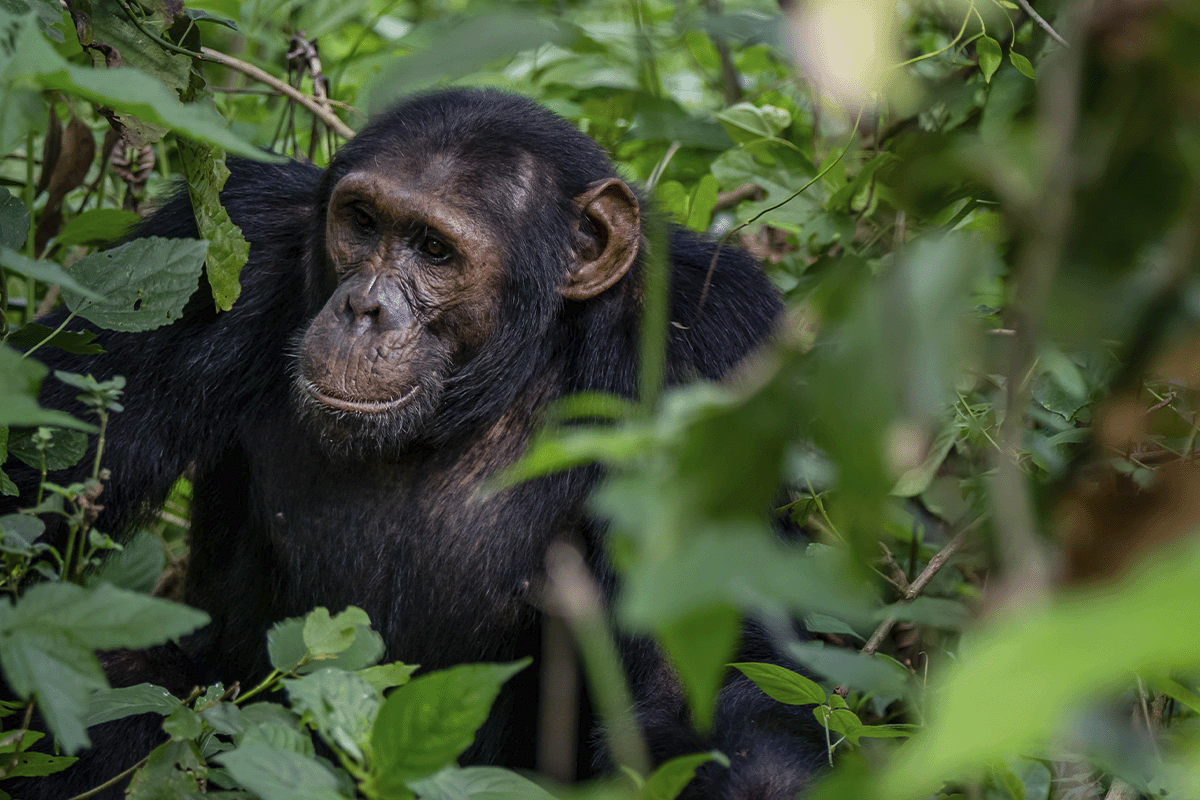 Duurzame kansen voor DGB Group, bedrijven en investeerders_Bulindi chimpanzee in its natural habitat_visual 3