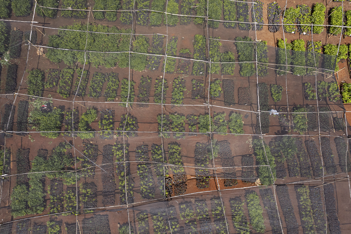 Duurzame kansen voor DGB Group, bedrijven en investeerders_Drone photo of a tree nursery_visual 2