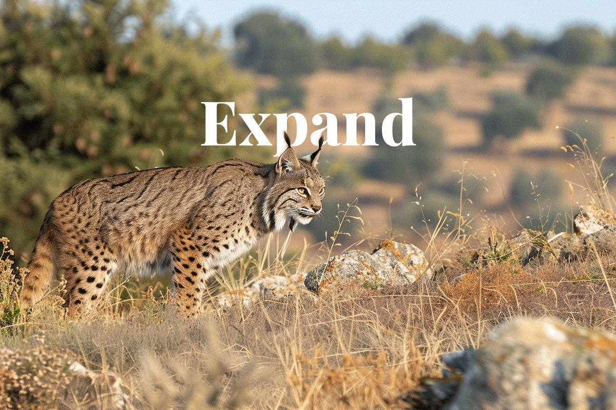 EU Commission urged to expand biodiversity credit market_Iberian lynx in its natural habitat_visual 1