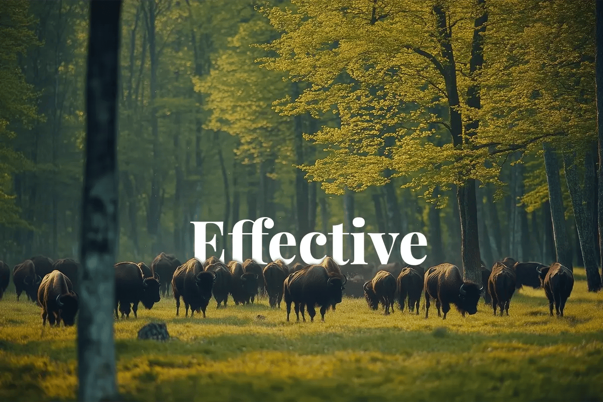 EU leads sustainable finance with record-breaking green bonds_A herd of the European bison, Europe’s largest land mammal, Białowieża Forest_visual 1