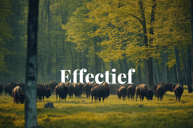 EU leads sustainable finance with record-breaking green bonds_A herd of the European bison, Europe’s largest land mammal, Białowieża Forest_visual 1_NL