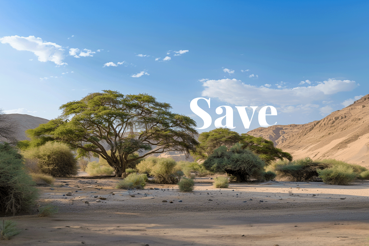 Egypts new carbon market could save $250 billion by 2030_A natural landscape of Wadi el Gemal National Park in Egypt_visual 1