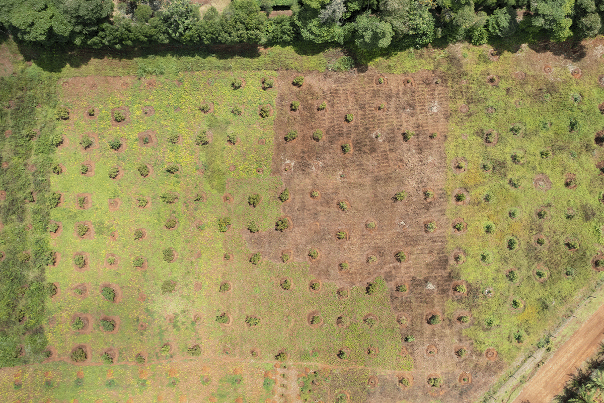 Every tree counts_ monitoring the Hongera Reforestation Project_Aerial view of an area with newly planted trees_visual 4