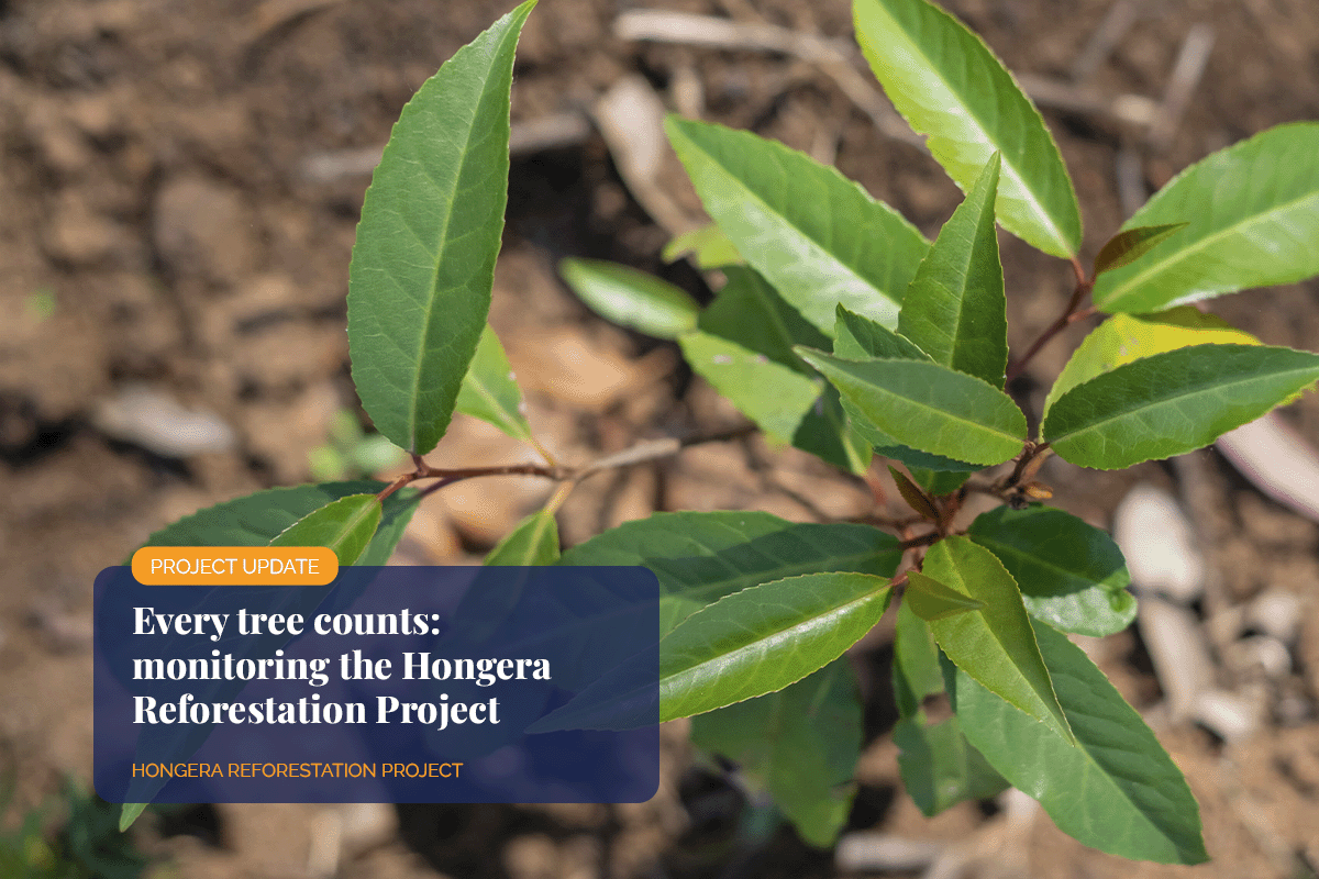 Every tree counts_ monitoring the Hongera Reforestation Project_Close-up of a tree seedling_visual 1