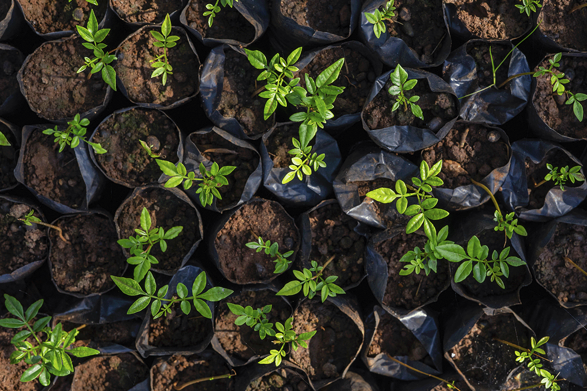 Every tree counts_ monitoring the Hongera Reforestation Project_Top view of tree seedlings in a nursery_visual 3