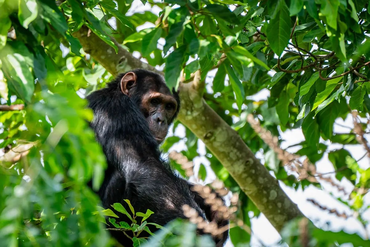 Exploring article 6 4 of the Paris Agreement a post-COP29 analysis_A Bulindi chimpanzee in its natural habitat within the forests of Uganda_visual 