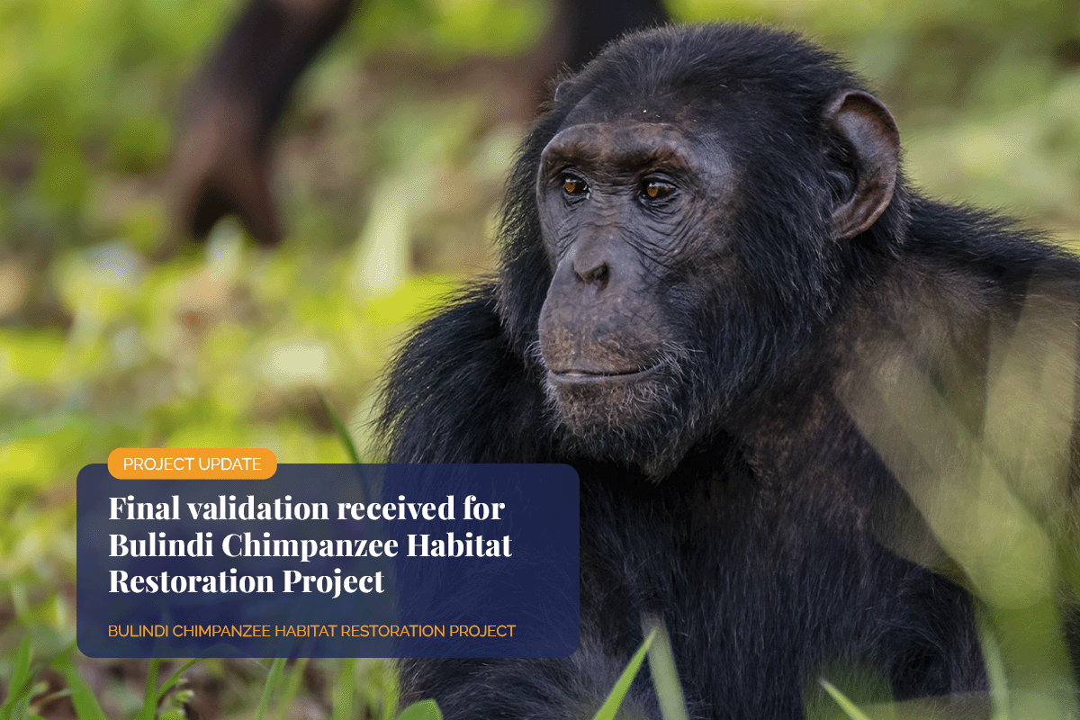 Final validation received for Bulindi Chimpanzee Habitat Restoration Project_Close-up of a Bulindi Chimpanzee in its natural forest habitat in Uganda_visual 1