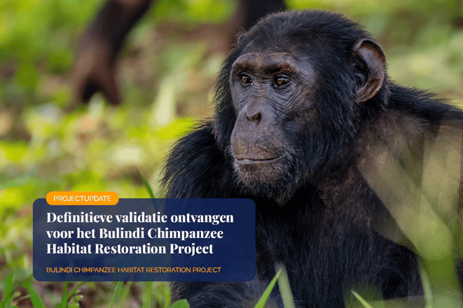 Final validation received for Bulindi Chimpanzee Habitat Restoration Project_Close-up of a Bulindi Chimpanzee in its natural forest habitat in Uganda_visual 1_NL.png